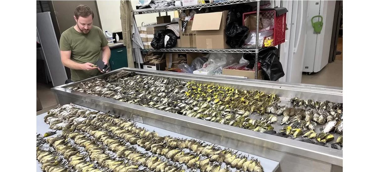 Sejumlah Burung Mati Akibat Tabrak Gedung di Amerika