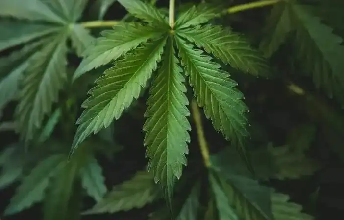 Begini Dampak Ganja Bagi Kesehatan Tubuh