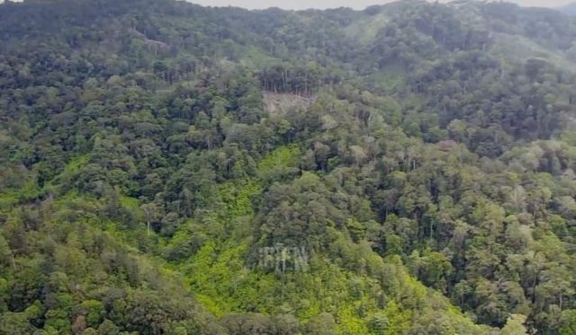 Pembalakan Liar di Hutan TNKS Merajarela