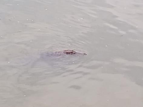 Penampakan Buaya Muara di Sungai Dekat Permukiman Warga, Kota Padang, Sumbar!