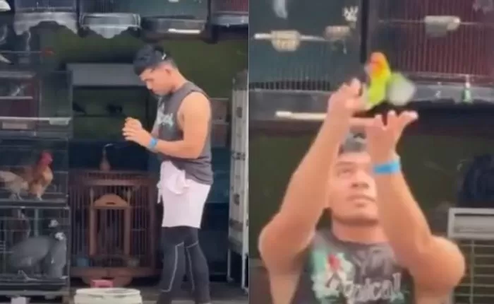 Kenapa Melepaskan Burung Lovebird ke Alam Bisa Berbahaya? Temukan 3 Fakta Mengejutkan Ini!