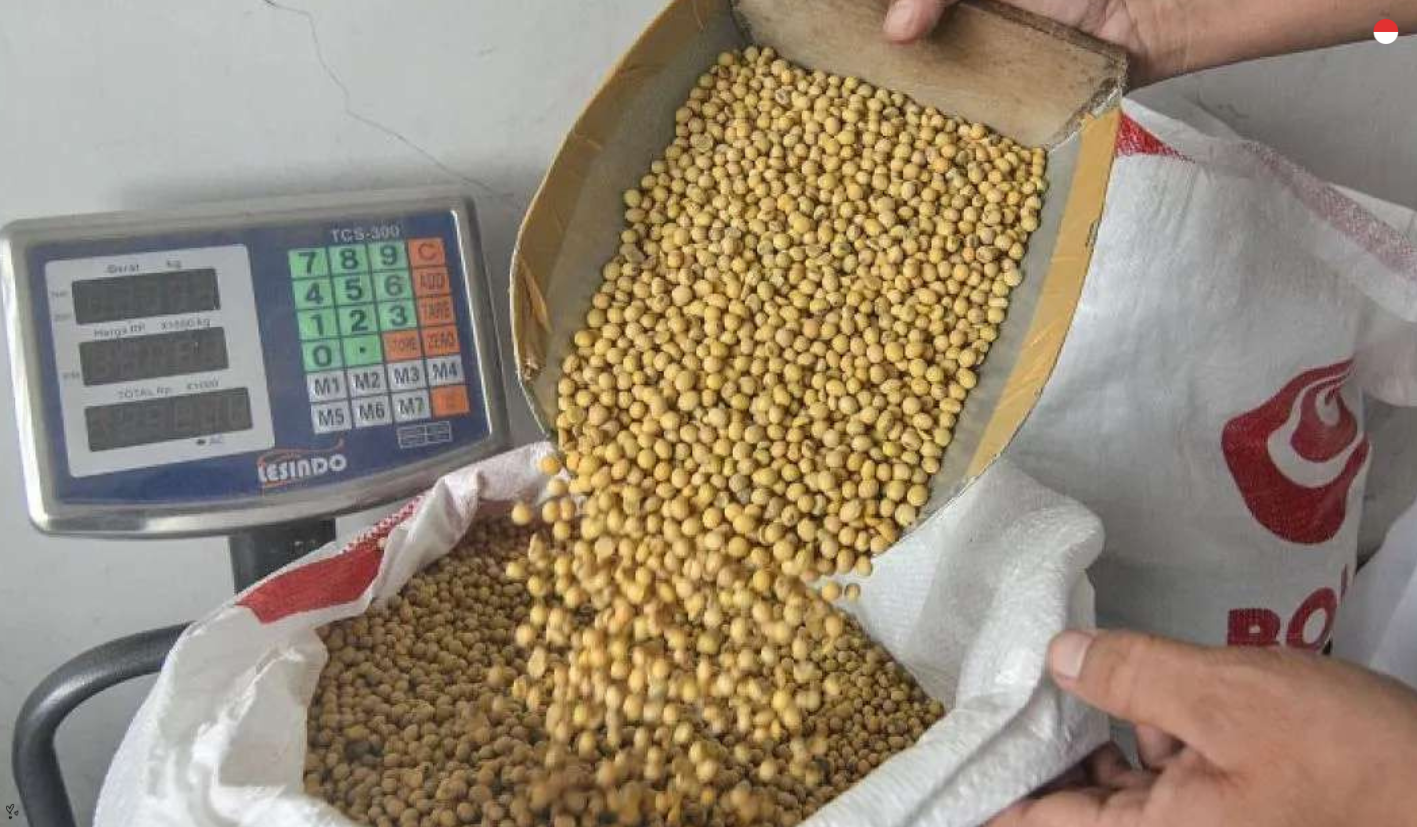 BRIN Berhasil Rakit Varietas Kedelai Genjah Berproduktivitas Tinggi