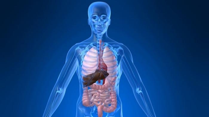 Memahami Tubuh Manusia dalam 5 Fakta Menarik