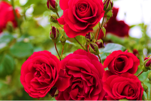 Harum Mewangi, Tiga Bunga Nasional Indonesia