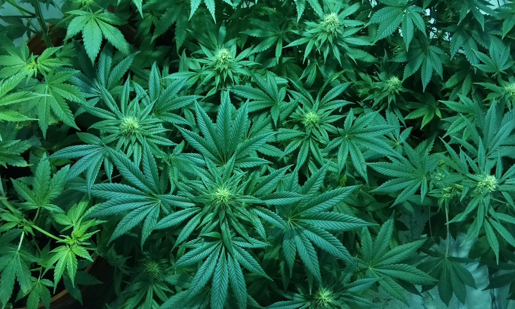 BNNP Sumbar Gagalkan Penyelundupan Setengah Ton Ganja di Kabupaten Pasaman