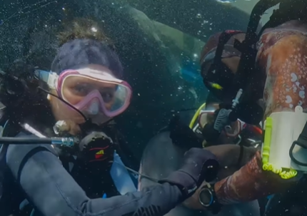 Konservasi Indonesia Ajak Prilly Lindungi Ikan Hiu Paus dengan Penanda Satelit