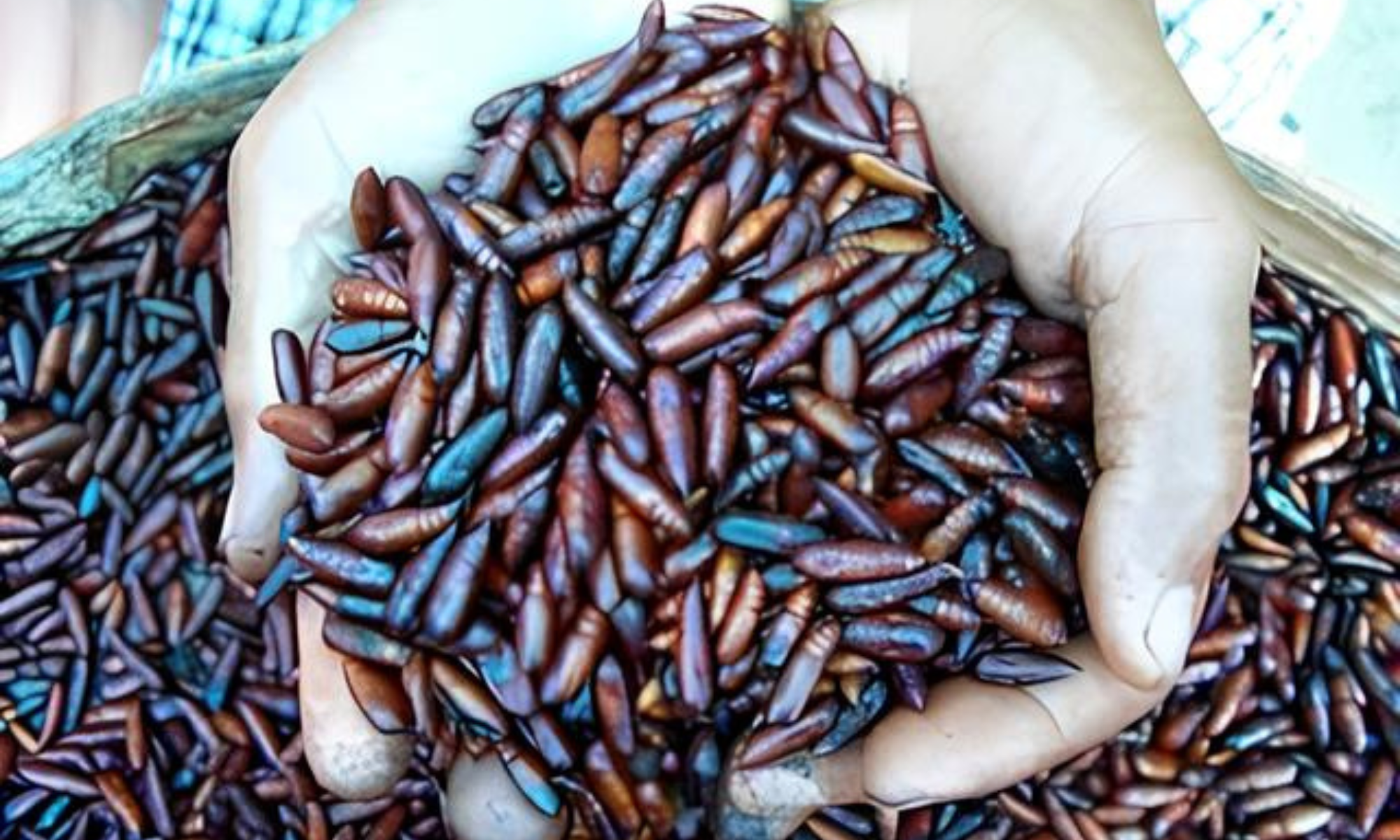 Menilik Ungkrung Ulat Jati, Kuliner Ekstrem yang Hanya Ada di Musim Hujan