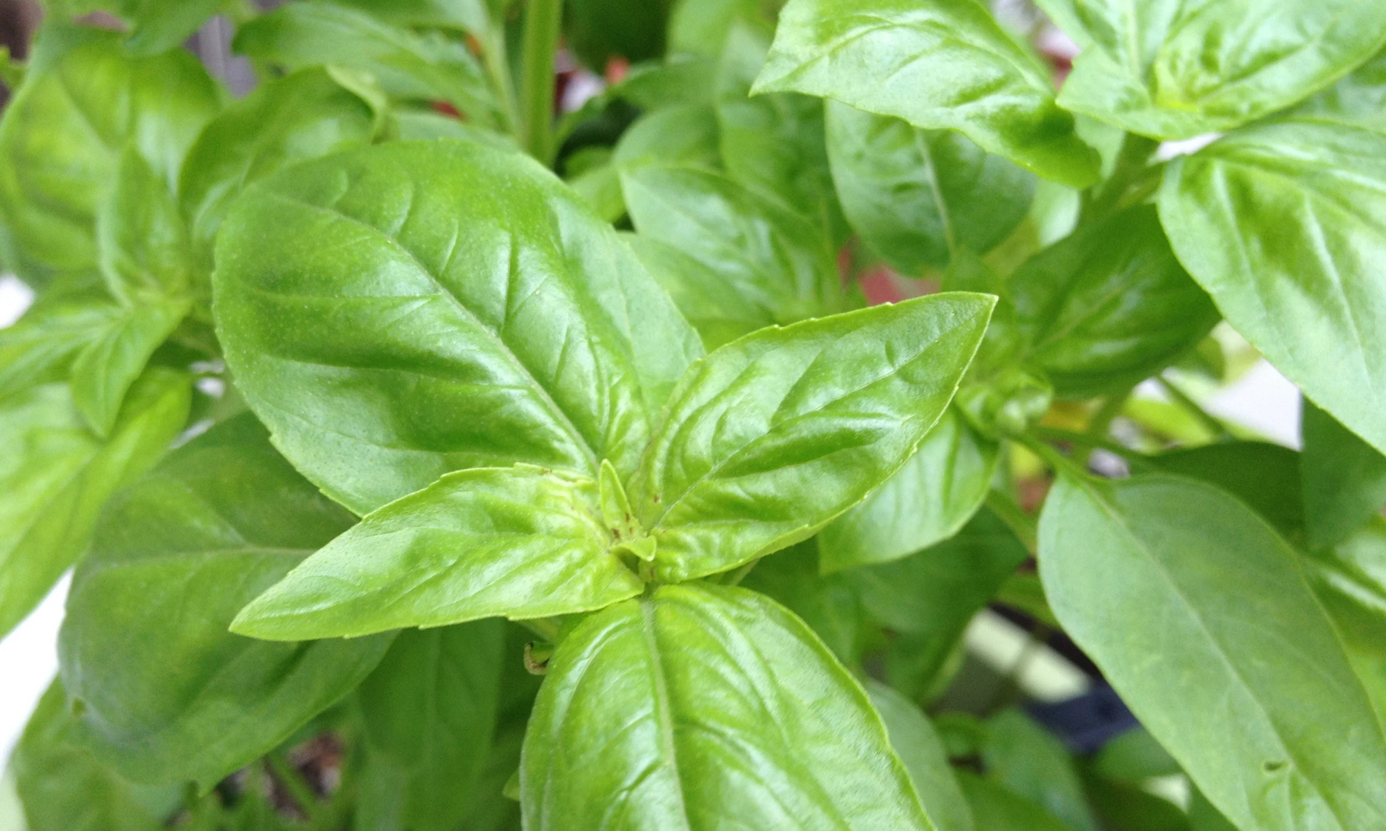 10 Manfaat Daun Kemangi yang Tak Terduga untuk Kesehatan Tubuh Anda