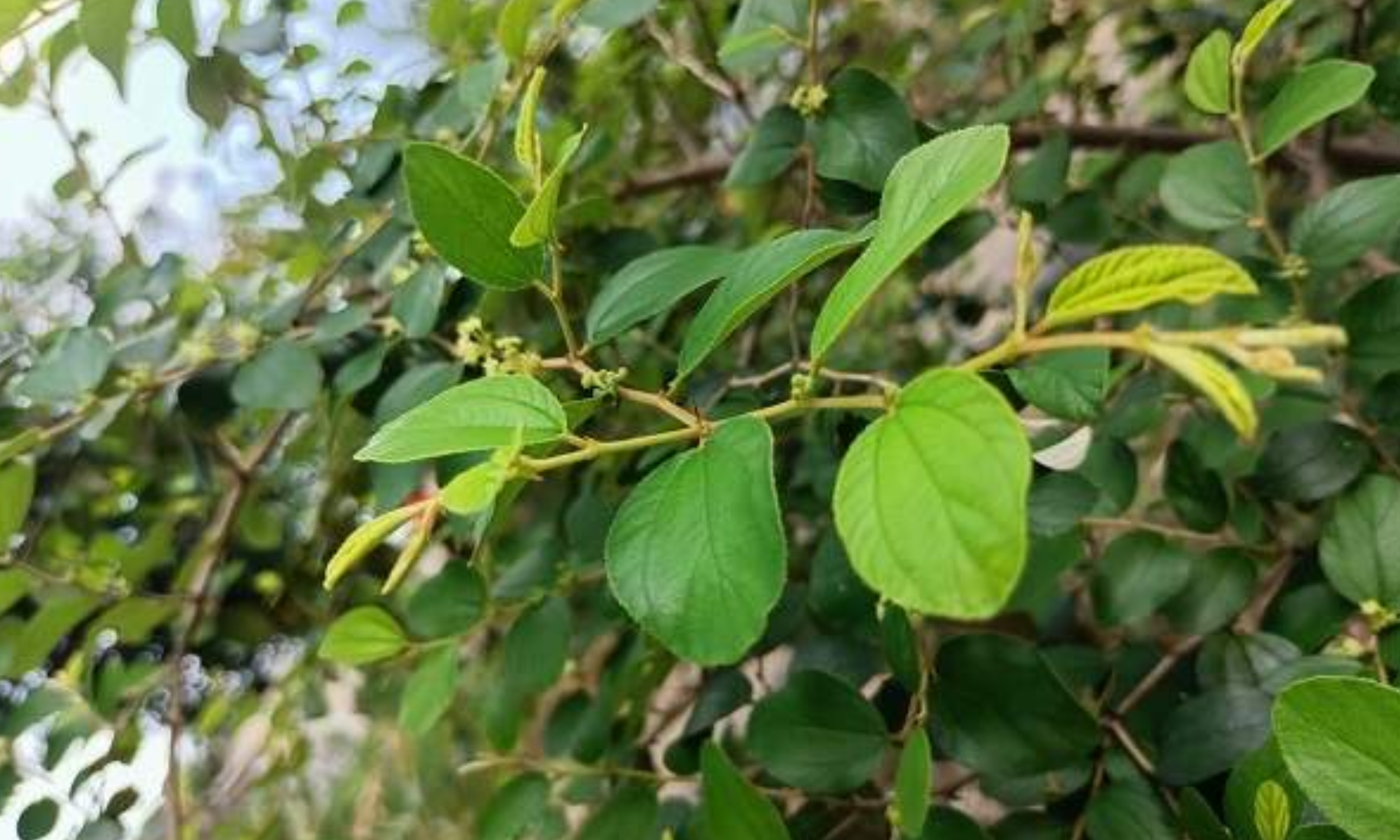 10 Manfaat Daun Bidara untuk Kesehatan, Bantu Atasi Diabetes Hingga Kurangi Stres