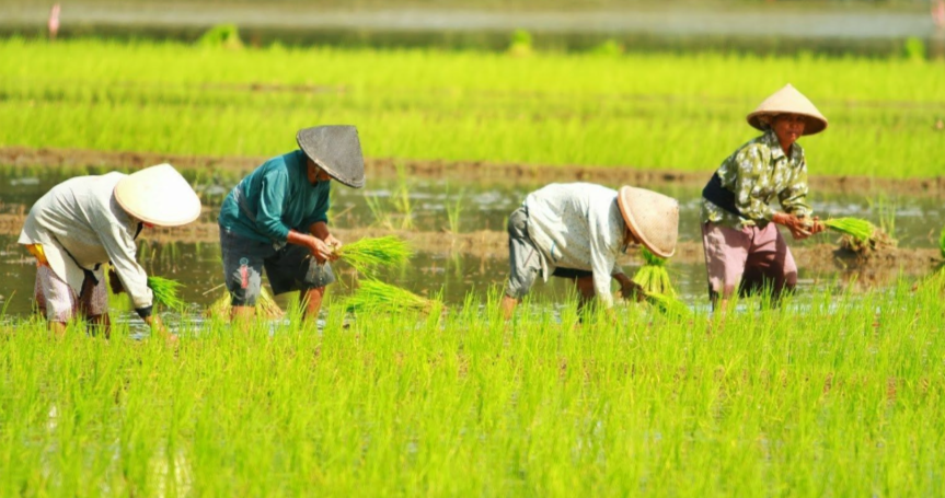 Pemerintah Targetkan Penghapusan Petani Miskin Ekstrem dalam 2 Tahun