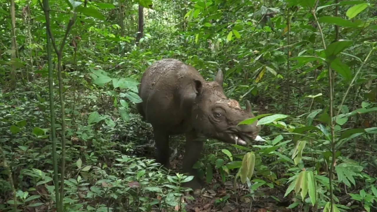 5 Fakta Mengejutkan Misi Penyelamatan Pari: Badak Kalimantan Terakhir di Alam Liar!