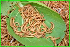 Cuan dari Rumah! Ini Cara Mudah Budidaya Ulat Hongkong Tanpa Modal Besar