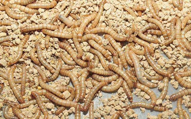 Cara Budidaya Ulat Hongkong: Panduan Lengkap untuk Pemula, Modal Kecil Untung Besar