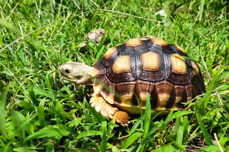 5 Rekomendasi Hewan Reptil Peliharaan untuk Pecinta Eksotik