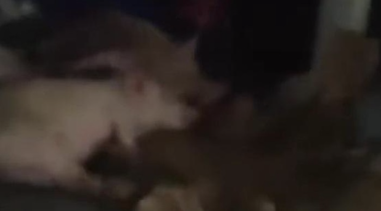 Mobil â€œSPPGâ€ di Nias Selatan Angkut Babi: 4 Fakta Mengejutkan dan Klarifikasi BGN