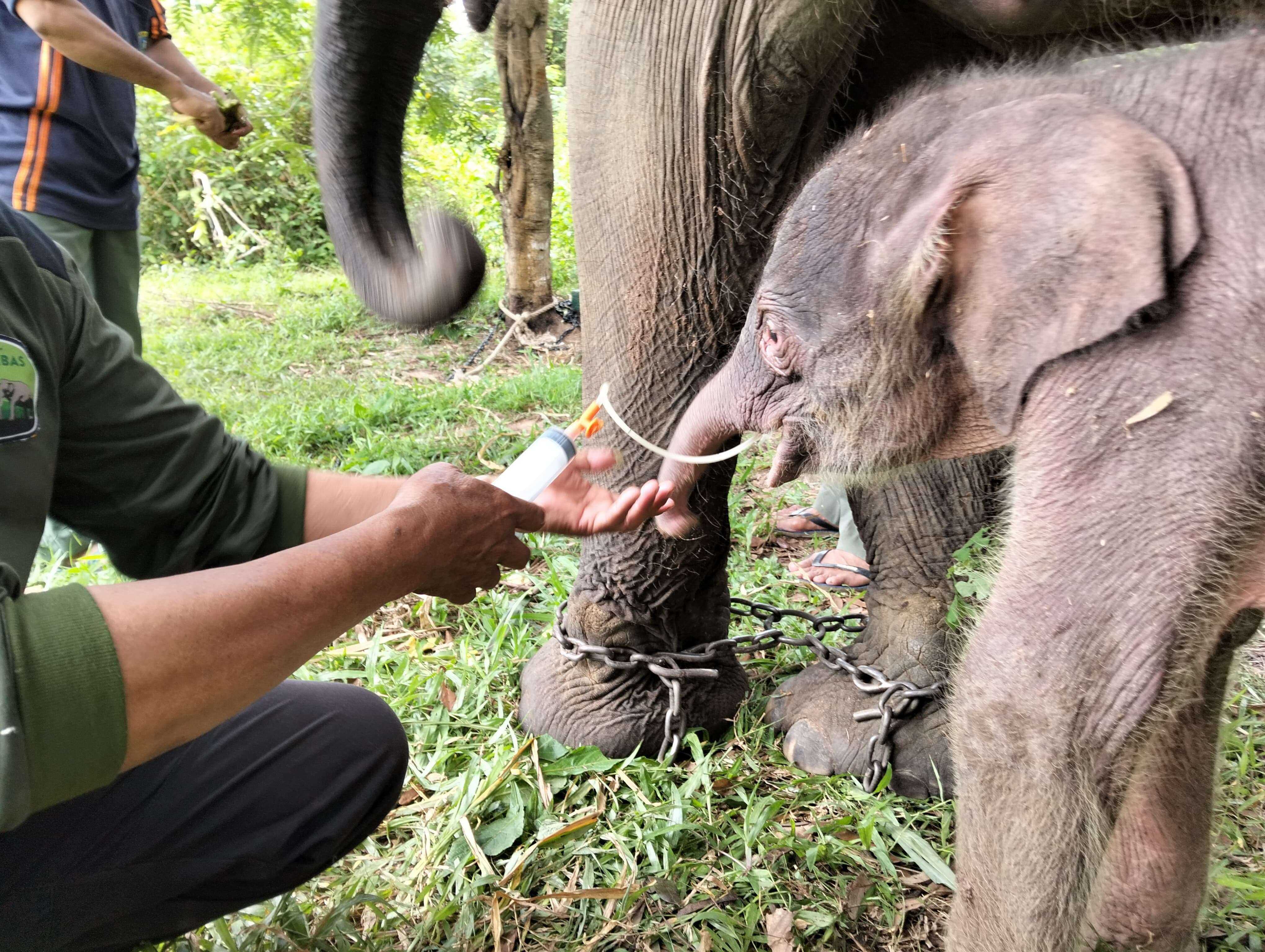 Kelahiran Anak Gajah Sumatra di Way Kambas Tambah Harapan Konservasi