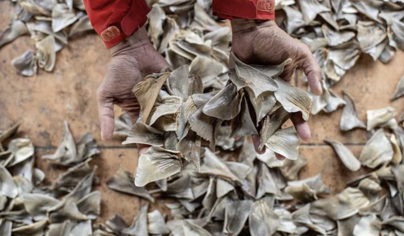 KKP Musnahkan 796 Kg Kulit Hiu Pari Ilegal, Perusahaan Asing Disanksi